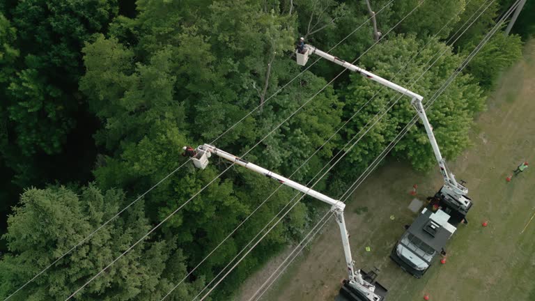 How Our Tree Care Process Works  in  Clemmons, NC