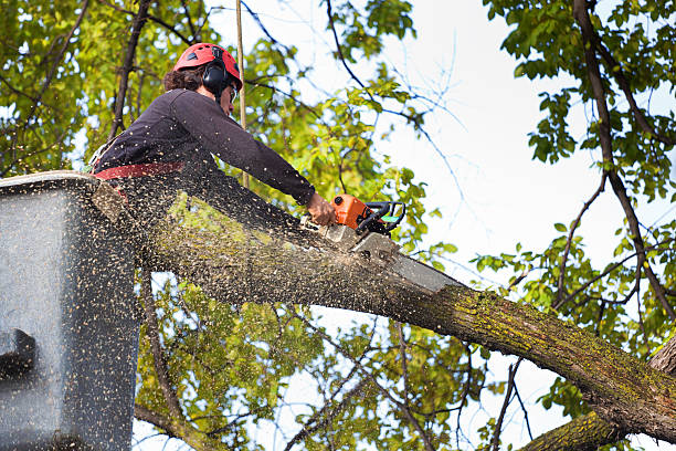 Best Arborist Consultation Services  in Clemmons, NC